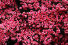 beautiful-pink-spring-flowers.jpg