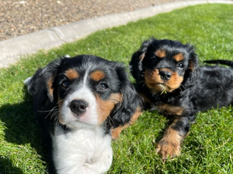 cavalier puppies