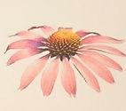 Echinacea.JPG