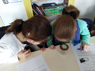 CM1 : Invasion de ténébrions dans la classe