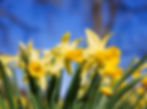 Best time to sell a house in Wellington – daffodils in bloom representing spring property market