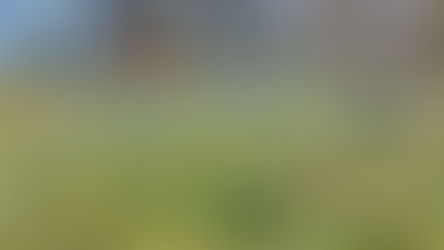 Osterglocken und blaue Blumen und ein Rabe weiter hinten