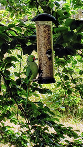 Halsbandsittich am Vogelfutter