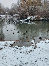 Teich mit Enten im Winter