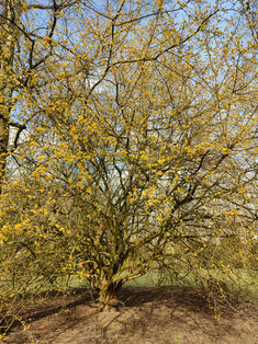 Baum mit gelben Blüten