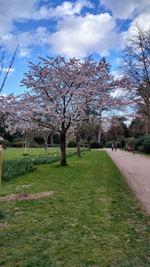 im Park mit blühenden Bäumen