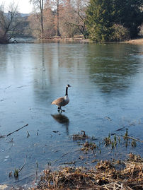 Kanadagans spaziert über gefrorenen Teich