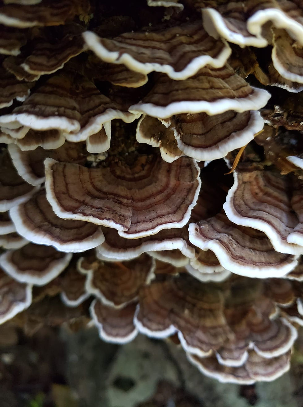 Thumbnail: Elderberry Reishi Syrup