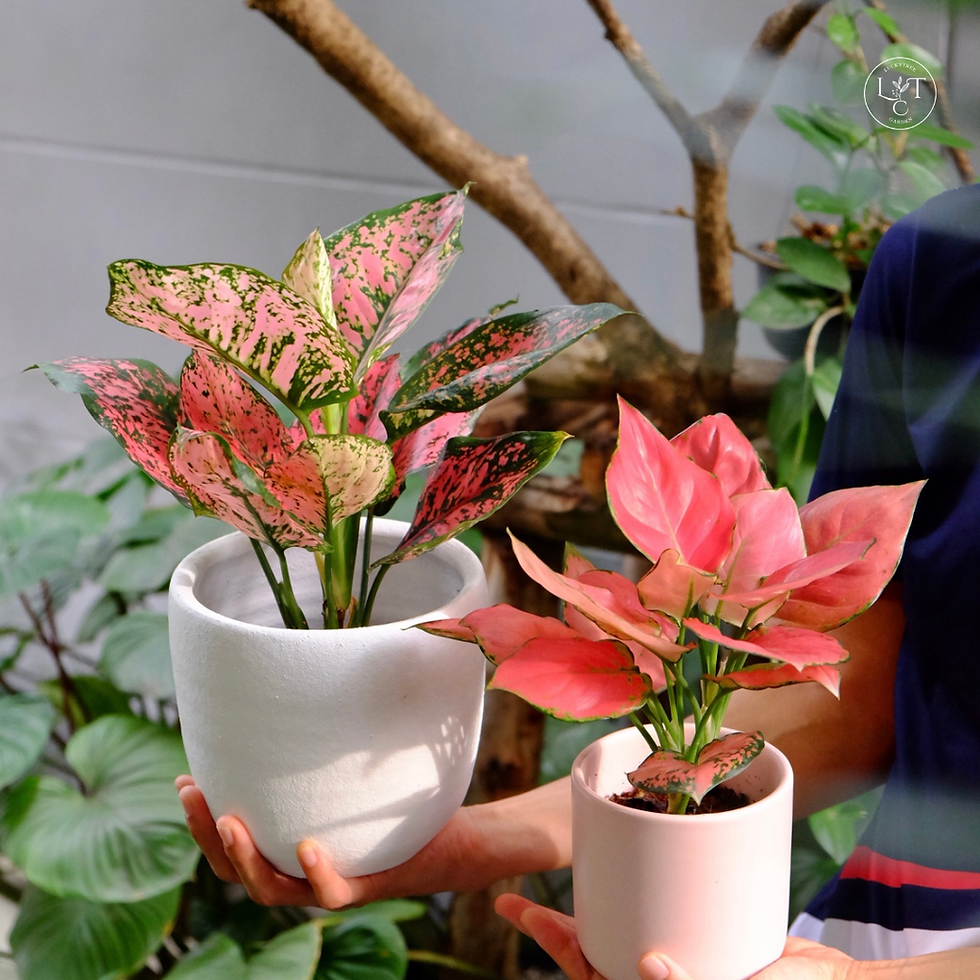 Thumbnail: ของขวัญต้นไม้มงคล "อโกลนีมา" ( Luctree Aglaonema Plant gifts)