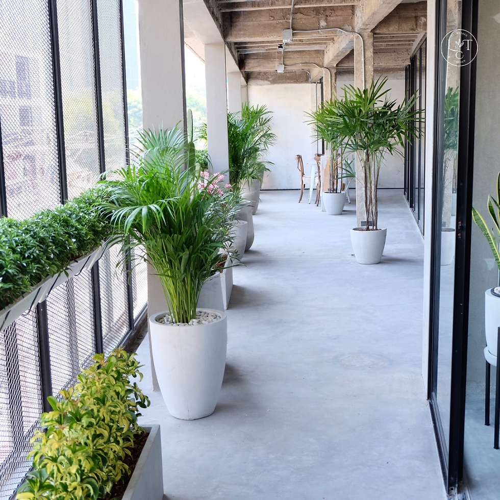 Thumbnail: ต้นไม้ในออฟฟิศ (Plant for office)