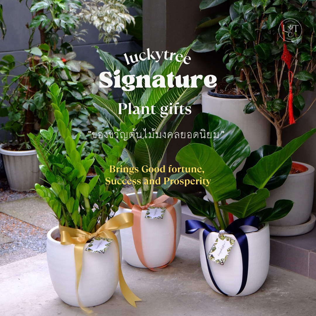ของขวัญต้นไม้มงคล "ยอดนิยม" (Luckytree Signature Plant gifts)