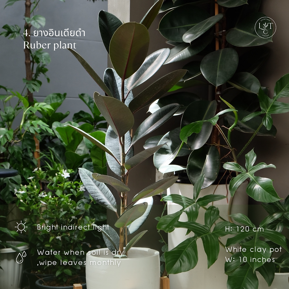 Thumbnail: 5 ต้นไม้ฟอกอากาศในบ้านเเละออฟฟิศ (5 Air Purifier Plants for home & office)