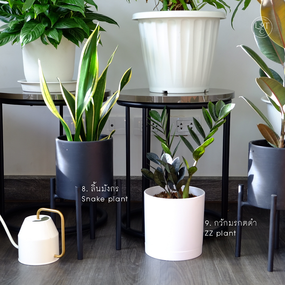 Thumbnail: 9 ต้นไม้ตกเเต่งห้องนั่งเล่น ( 9 House Plants for living room)