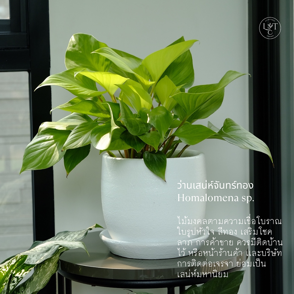 Thumbnail: ของขวัญต้นไม้มงคล "เมตตามหานิยม" (Popularity Plant gifts)