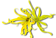 ylang fleur fine.png