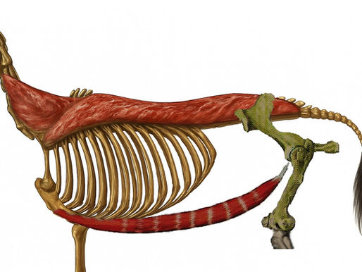 De rug en buikspieren van het paard