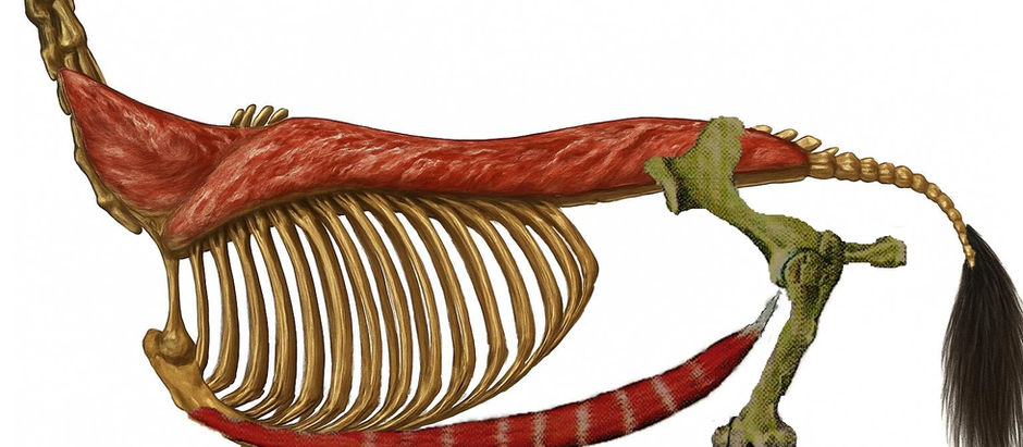 De rug en buikspieren van het paard