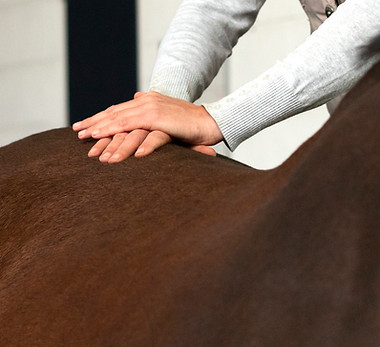 Online cursus massage van het paard