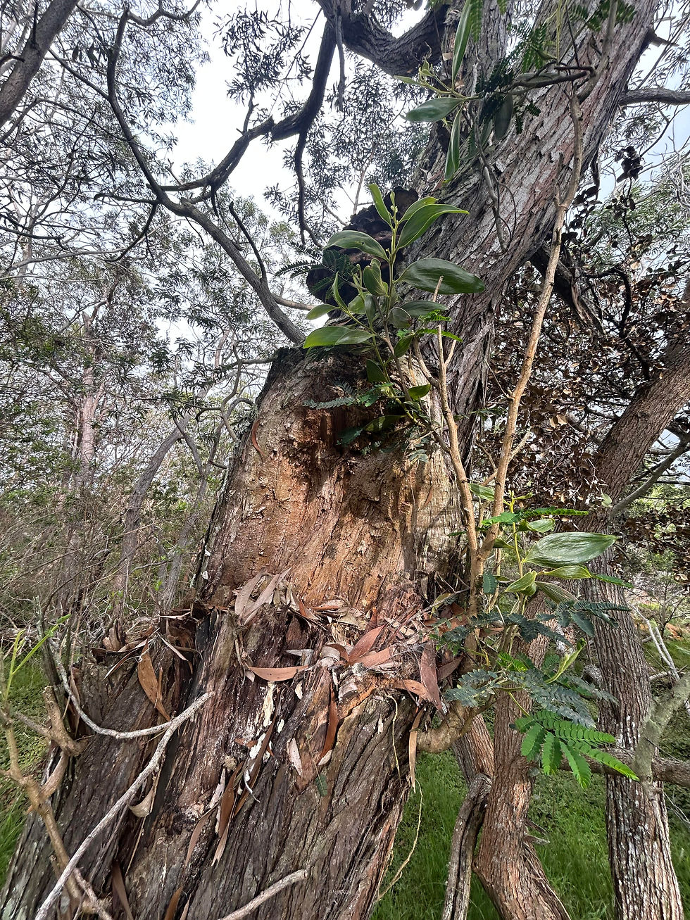 Native cloud forest fungi contributing to decomposition and nutrient cycling within Koa Cloud Forest Conservancy ecosystem