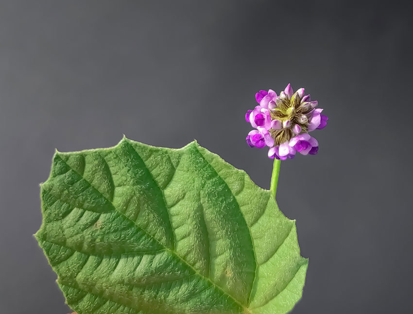 Compound Found in Traditional Chinese Medicine Extends Lifespan