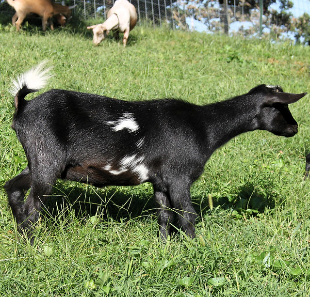 Crews Creek ARC Betty1.JPG