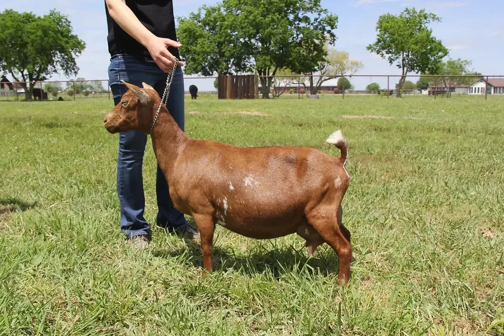 Helen's dam - SGCH Cade's Lil Farm PR Lulu VEEE90