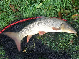 Frome Barbel Oct 18.jpg