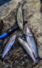 20171014_170257.jpg