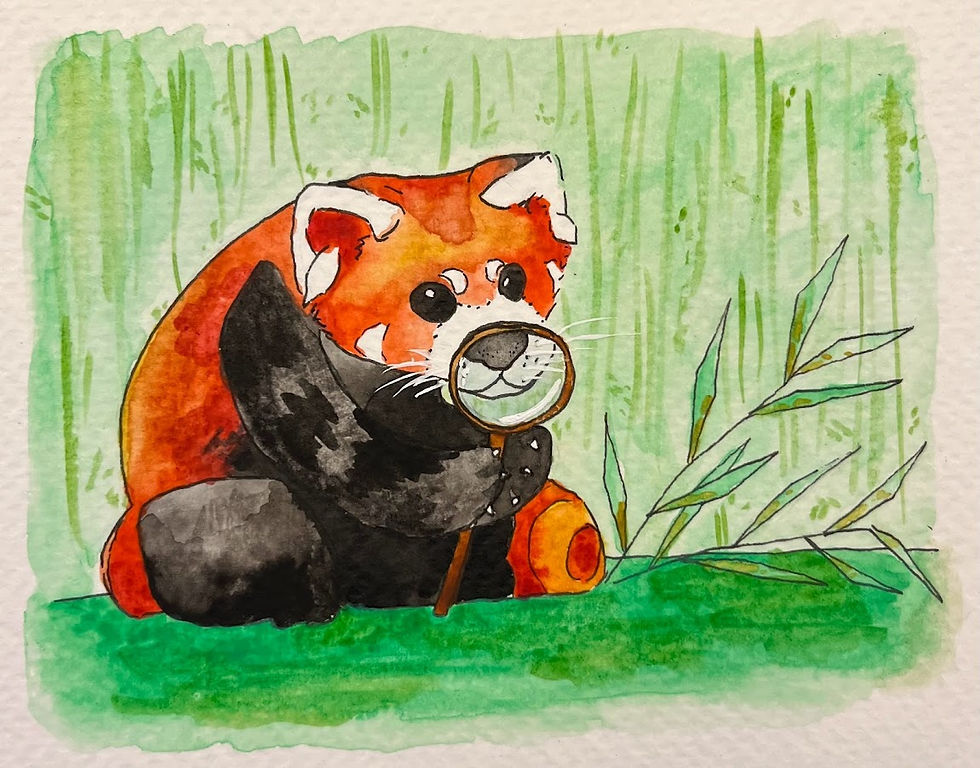Red Panda