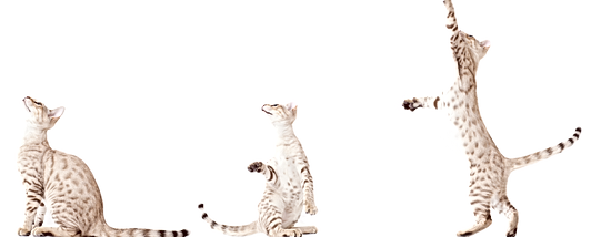 Three Silly Cats Playing