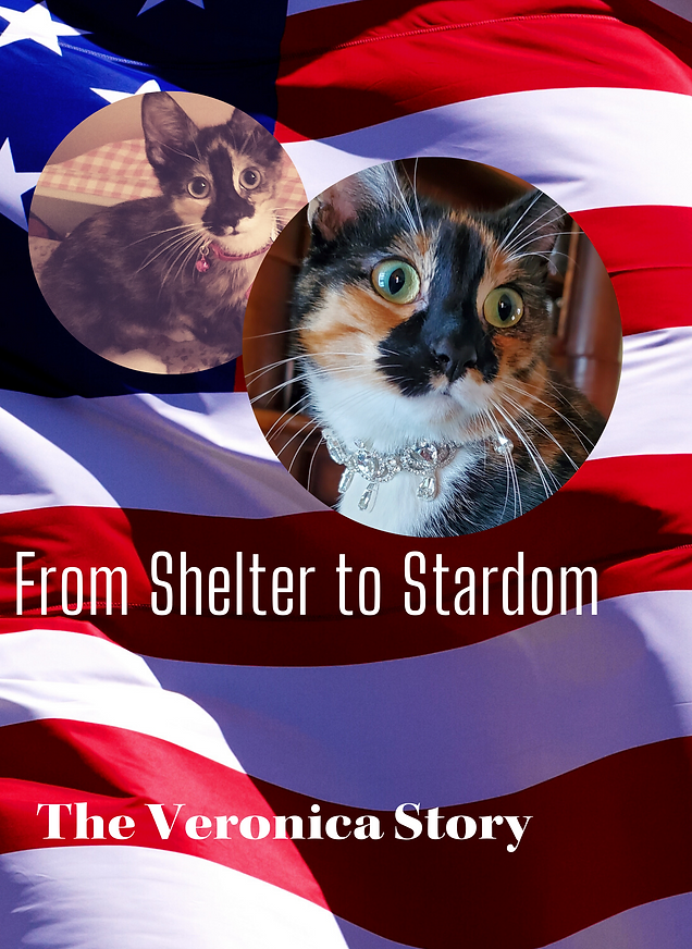 FFrom Shelpter to Stardom.png