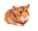 Hamster.png