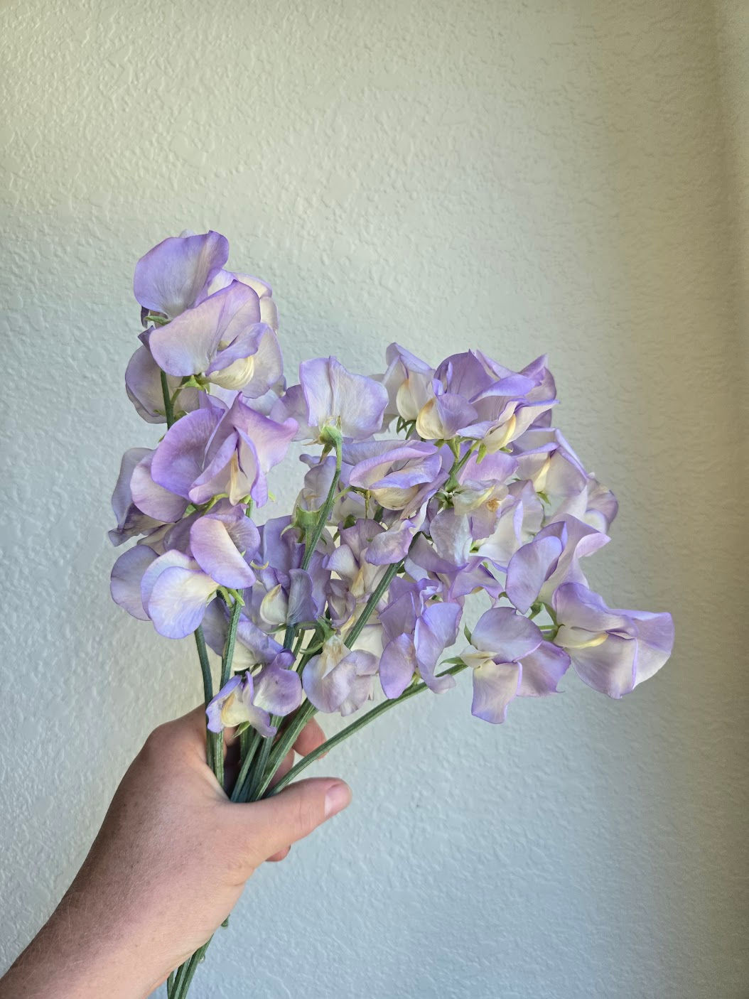 Royal Lavender Sweet Pea Seeds/ Pack of 15