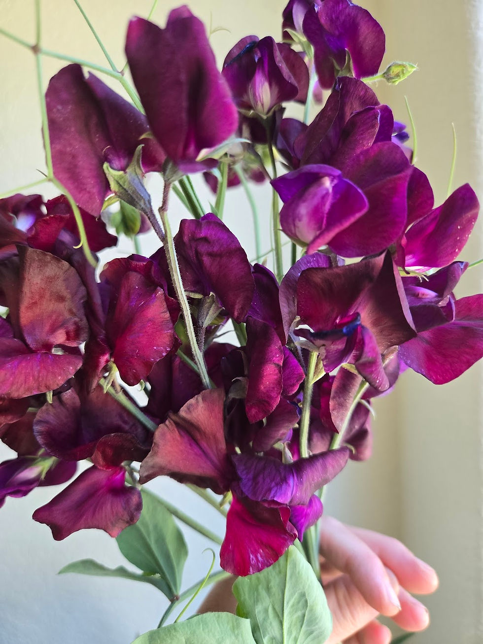 Thumbnail: Beaujolais Sweet Pea Seeds/ Pack of 15
