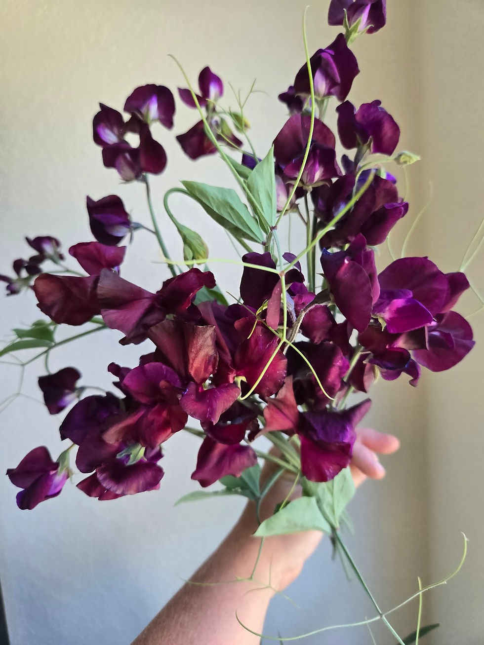 Thumbnail: Beaujolais Sweet Pea Seeds/ Pack of 15