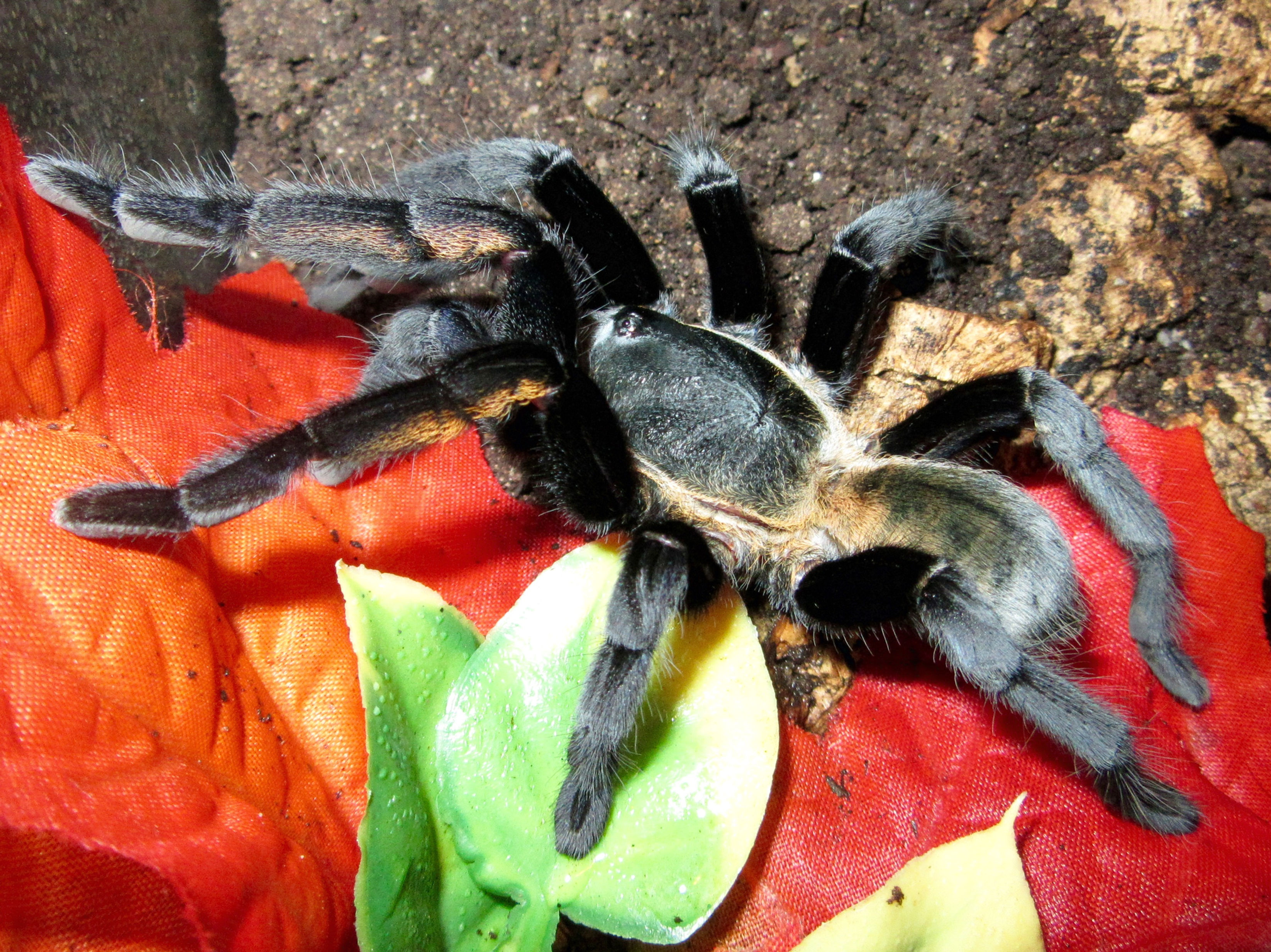 Ornithoctonus aureotibialis