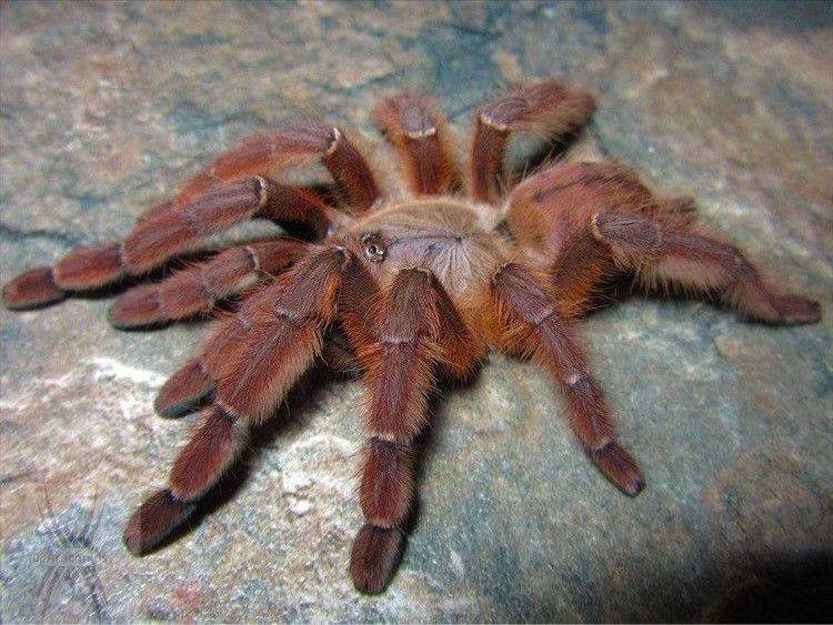 Phormingochilus sp. 'Rufus' (Peach Earthtiger) 03Arachnids