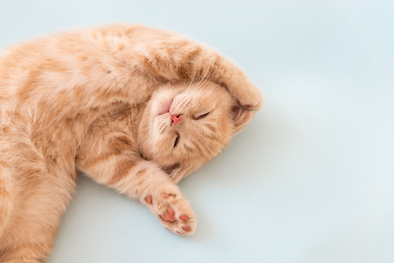 ねこ
