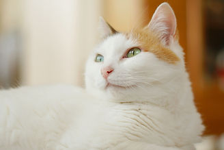 白い猫
