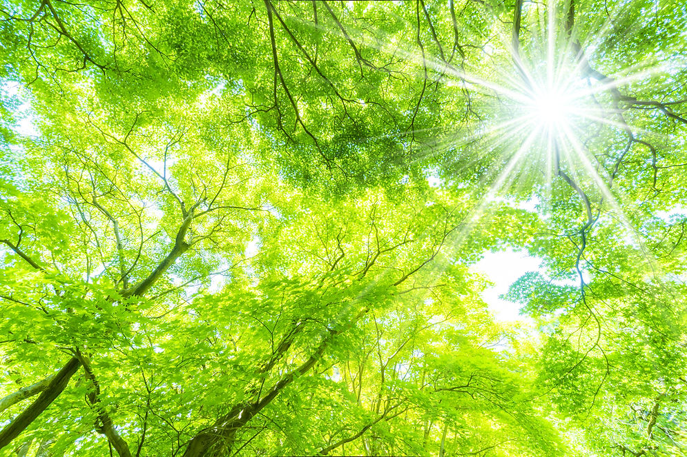 光が差し込む森