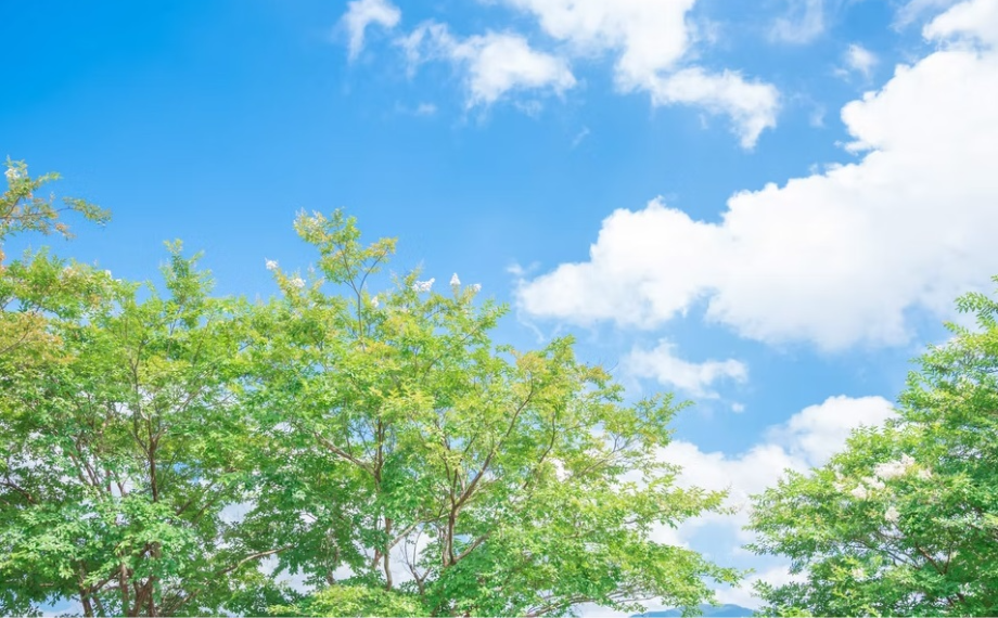 エムオーティー(税理士法人)