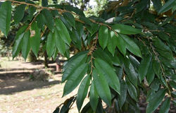 (之后) 微量元素充足的葉片