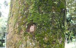 經常噴霧肥料在樹上容易大量滋生藻類