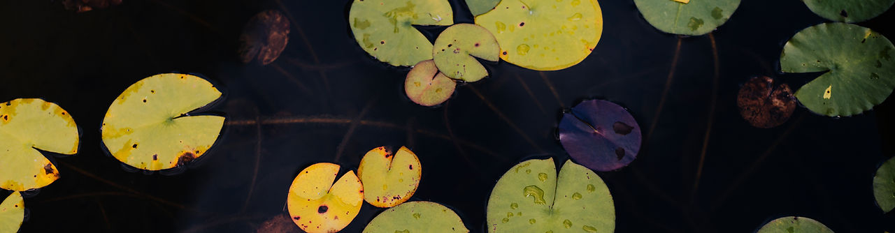 lily pad horiz.JPG