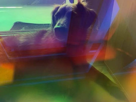 To my Dog
