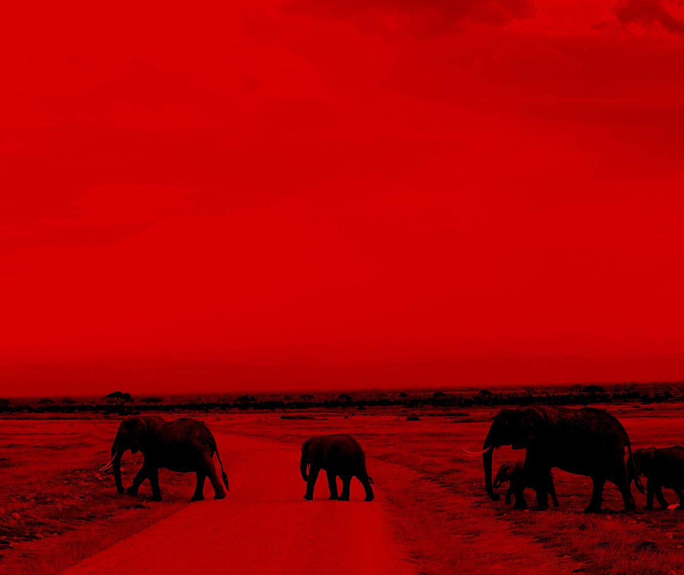 Herd of Elephants_edited.jpg