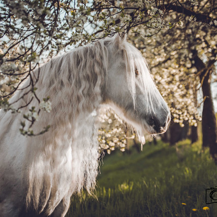 Fee - Appleblossoms