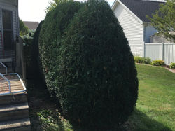 Valparaiso, IN 2016--Pruned-Front View Techny Arborvitae Screen