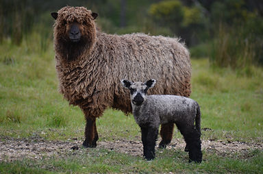 Black Sheep