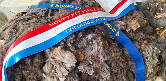 Prize Wool